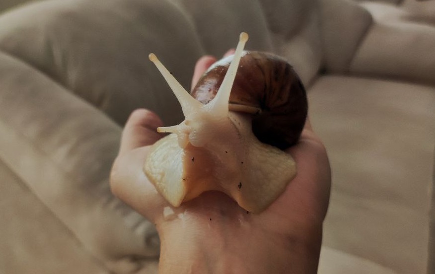 Croissant